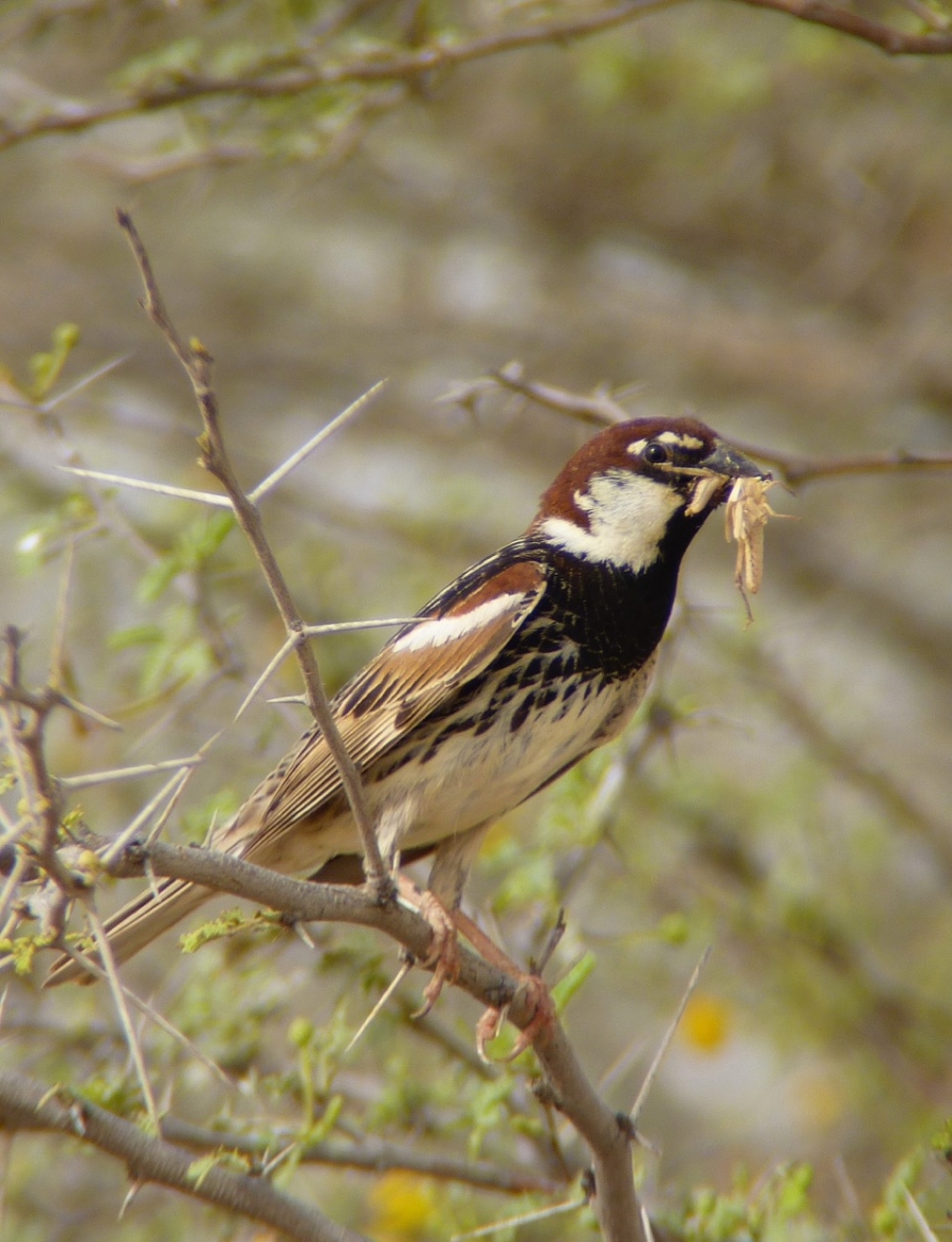 a little brown, white, and black bird perches on a twig